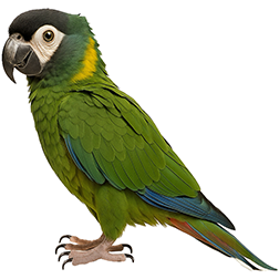 Yellow-Collared Macaw
